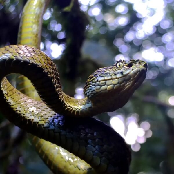 La Serpiente que recorre todas las provincias del Chocó