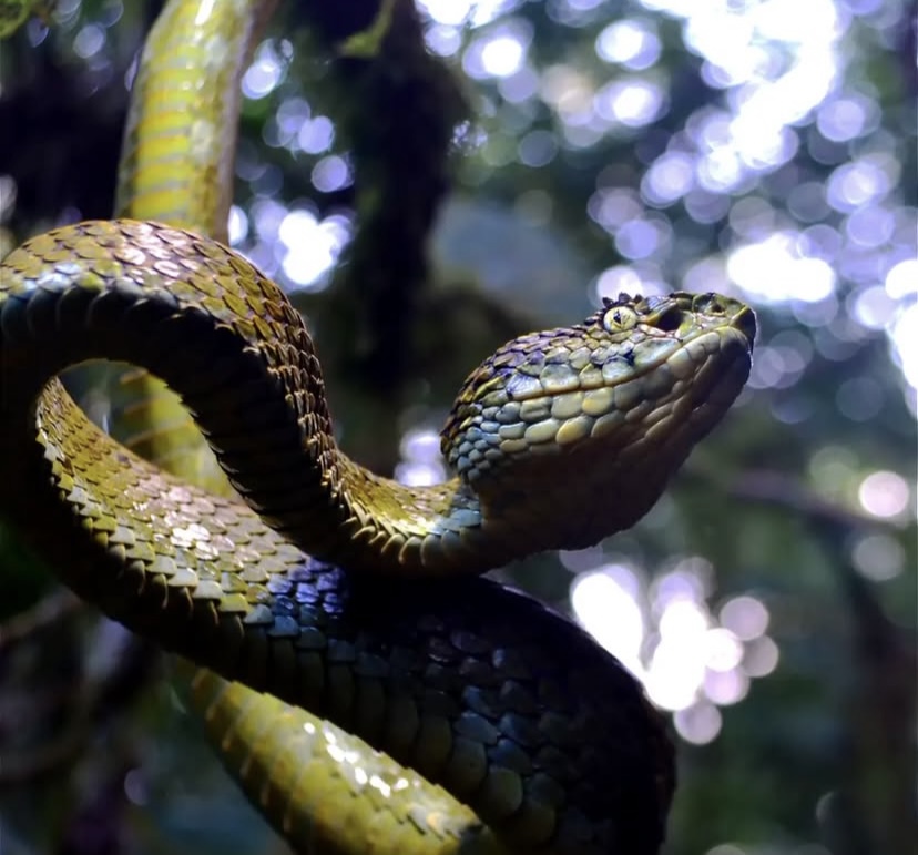 La Serpiente que recorre todas las provincias del Chocó