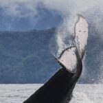 Inició la temporada 2025 de ballenas jorobadas en el Pacífico norte chocoano